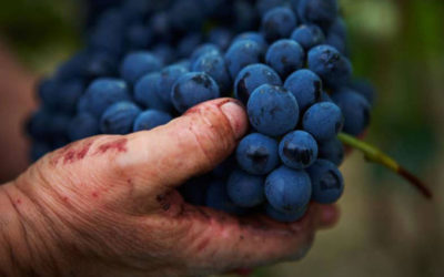 Serata di degustazione vini: la Barbera